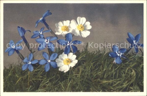 Blumen Bayrischer Enzian Gentiana bavarica