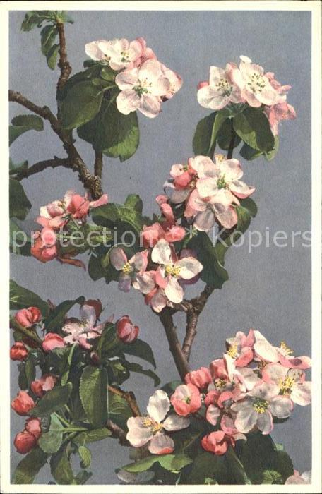 Blumen Apfelblüte Pyrus malus