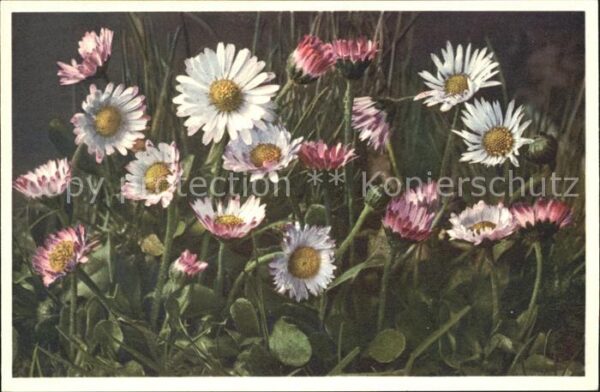 Blumen Gänseblümchen Massliebchen Bellis peren