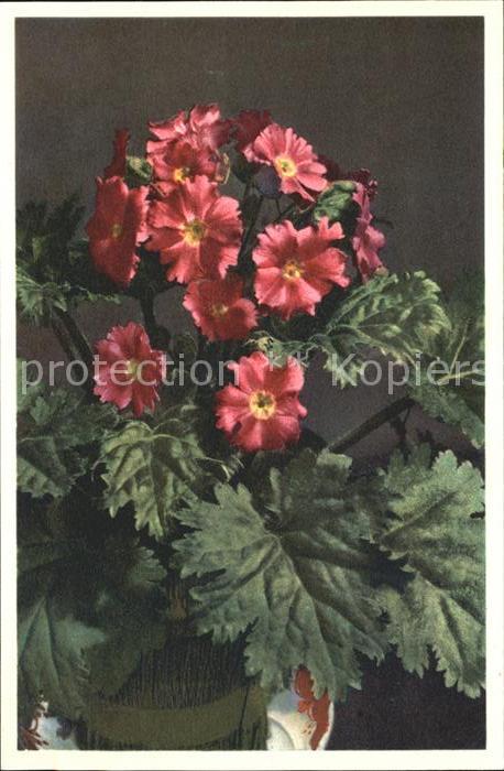 Blumen Chinesische Schlüsselblume Foto-E.-Gyge
