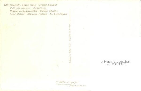 Blumen Bibernell Bergspitzkiel Süssklee Bergne – Bild 2
