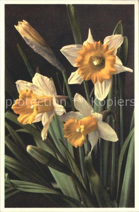 Blumen Narzissen Narcissus Pseudonarcissus Fot