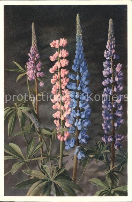 Blumen Garten-Lupine Lupinus polyphyllus Foto-