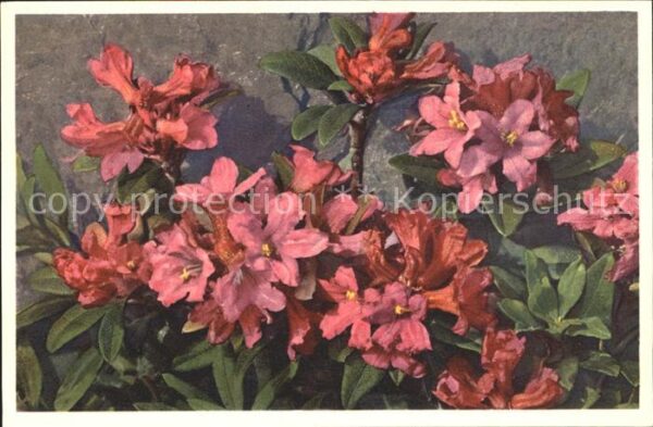 Blumen Rhododendron ferrugineum Rostblättrige