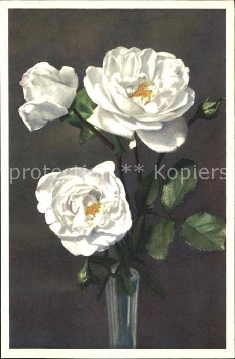 Rosen Foto-E.-Gyger-Nr. 866
