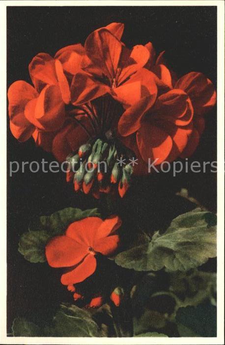Blumen Geranium Pelargonium zonale Foto-E.-Gyg