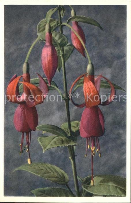 Blumen Fuchsia Foto-E.-Gyger-Nr. 673