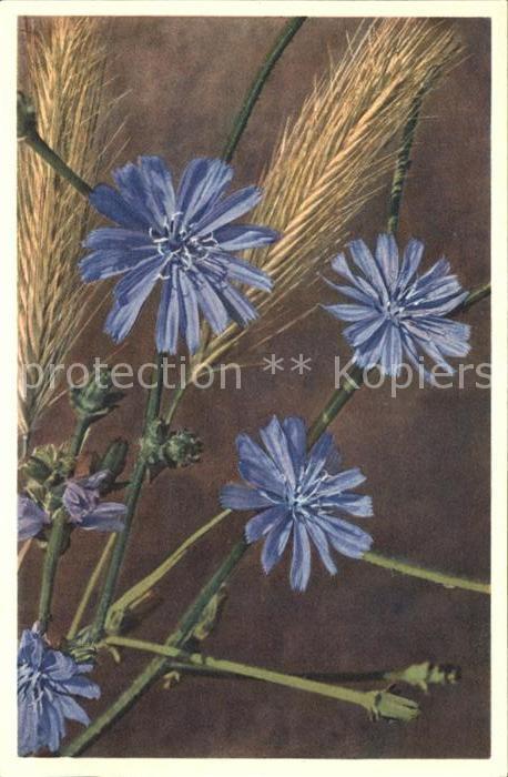 Blumen Gemeine Wegwarte Foto-E.-Gyger-Nr. 2288