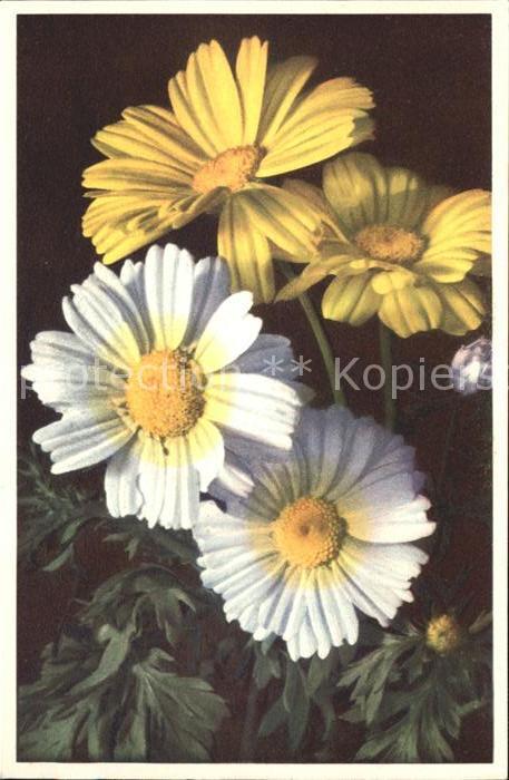Blumen Saat-Wucherblume Foto-E.-Gyger-Nr. 662