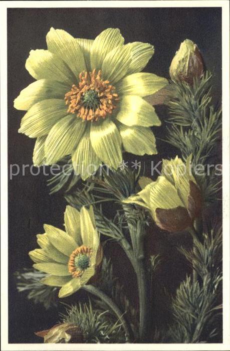 Blumen Frühlings-Adonisröschen Adonis vernalis