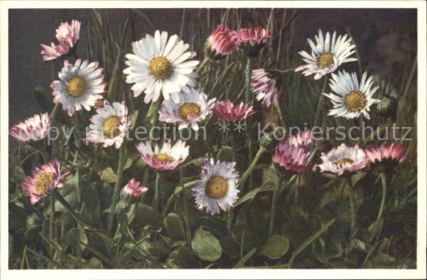 Blumen Gänseblümchen Bellis perennis Foto-E.-G