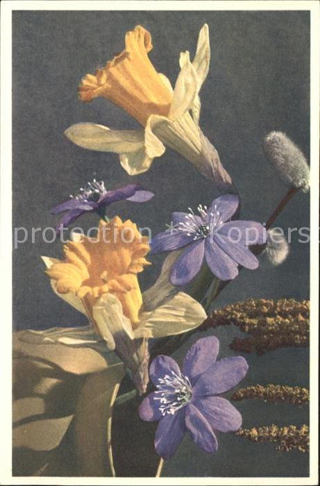 Blumen Narzissen Leberblümchen Weidenkätzchen