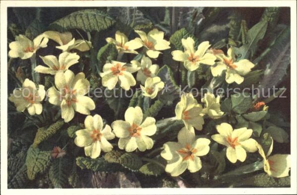 Blumen Primula vulgaris Stängellose Schlüsselb