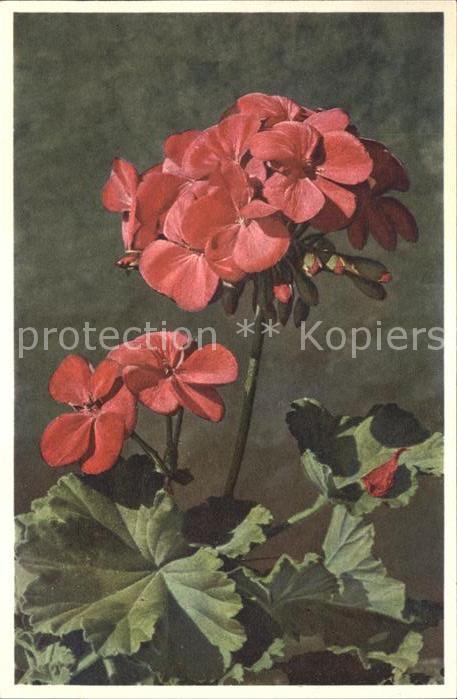 Blumen Pelargonium zonale Geranium Foto-E.-Gyg