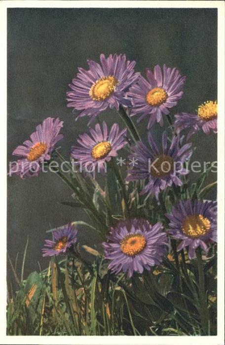 Blumen Alpen-Aster Aster alpinus Foto-E.-Gyger