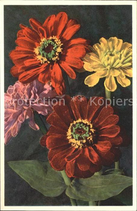 Blumen Zinnia elegans Zinnie Foto-E.-Gyger-Nr.