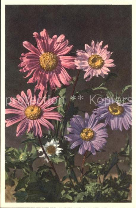 Blumen Sommeraster Foto-E.-Gyger-Nr. 764