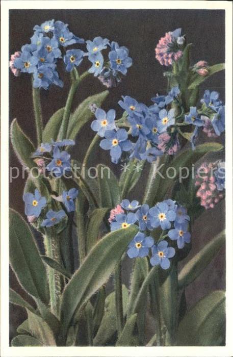 Blumen Alpen-Vergissmeinnicht Myosotis alpestr
