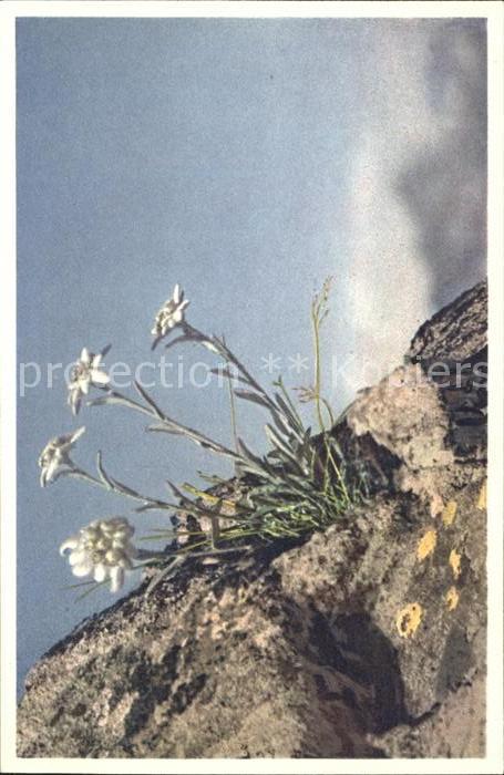 Edelweiss Leontopodium alpinum Foto-E.-Gyger-Nr.
