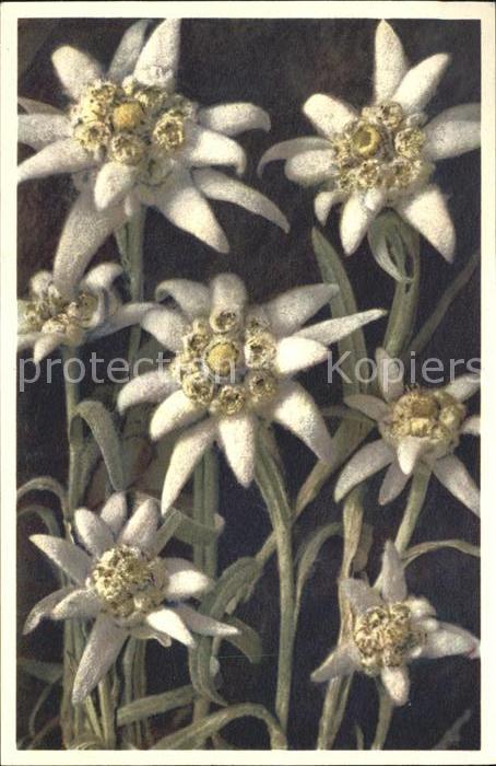 Edelweiss Leontopodium alpinum Foto-E.-Gyger-Nr.