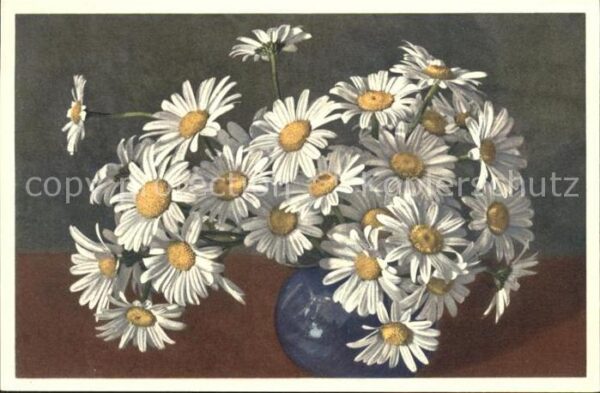 Blumen Wucherblume Chrysanthemum Leucanthemum