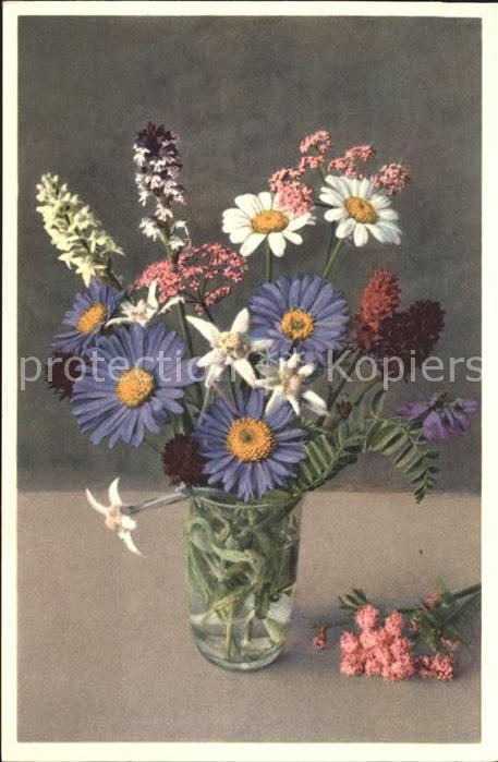 Blumen Alpen-Aster Edelweiss Margeriten Schwar