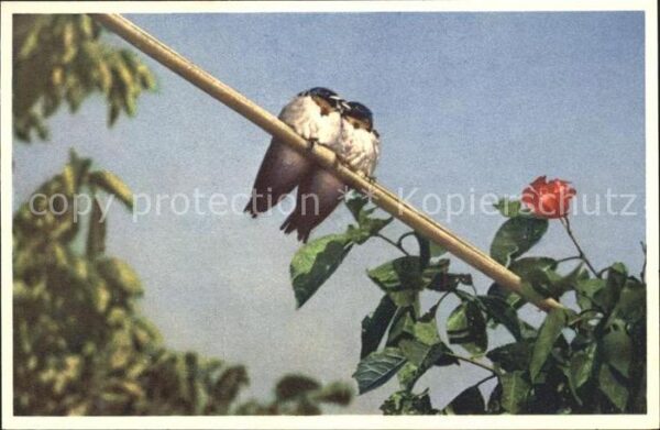 Voegel Rauchschwalben Hirondelles Foto-E.-Gyge