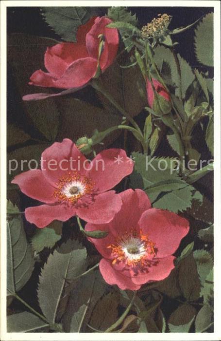 Blumen Alpen-Heckenrosen Rosa alpina Foto-E.-G