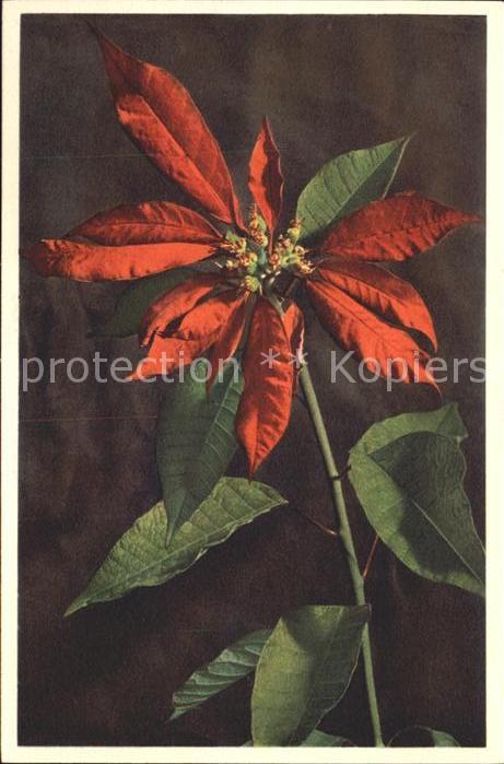 Blumen Weihnachtsstern Poinsettia pulcherrima