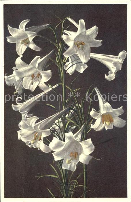 Blumen Langblütige Lilie Lilium longiflorum Fo