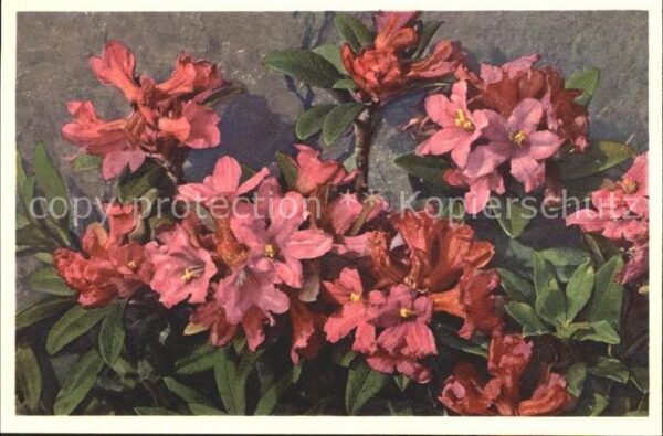 Blumen Rostblättrige Alpenrose Rhododendron fe
