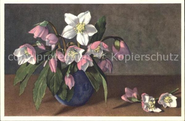 Blumen Helleborus niger Christrose Schneerose