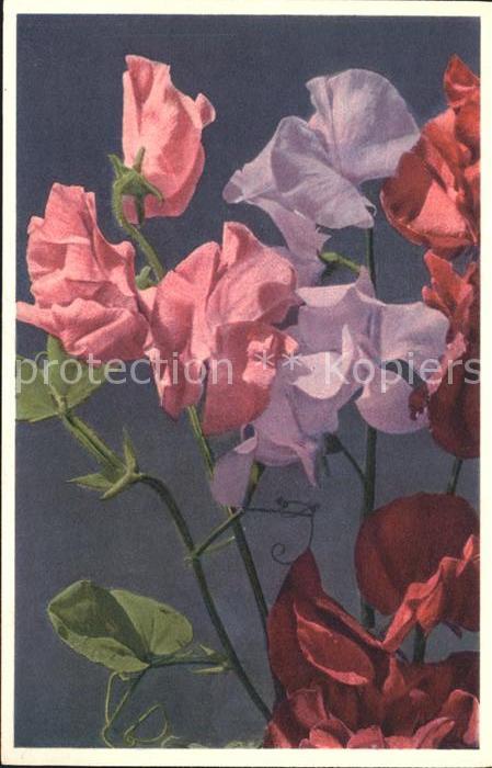 Blumen Wohlriechende Wicke Lathyrus odoratus F
