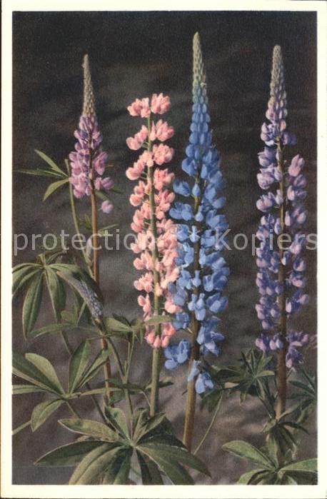 Blumen Garten-Lupine Lupinus Polyphyllus Foto-