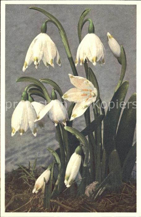 Blumen Leucojum vernum Großes Schneeglöckchen