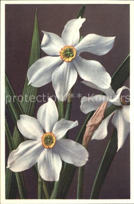 Blumen Narcissus poeticus Dichter-Narzisse Fot