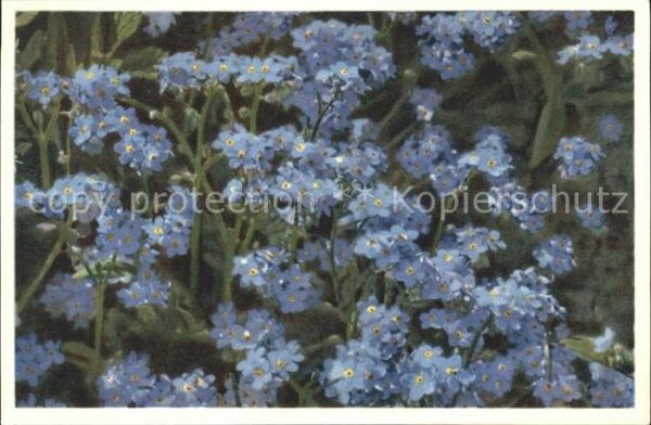 Blumen Alpen-Vergissmeinnicht Myosotis alpestr