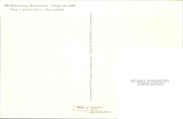Blumen Selenicereus Boeckmannil Königin der Na – Bild 2