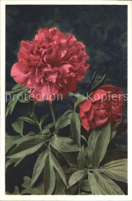 Blumen Pfingstrose Paconin peregrina Foto-E.-G