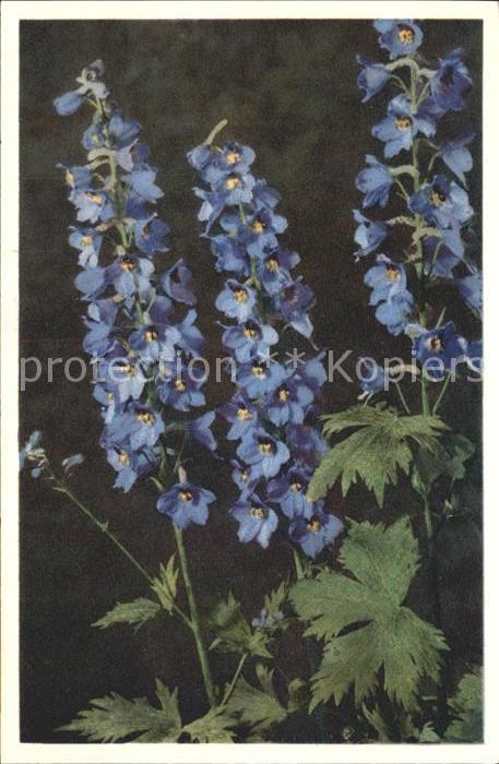 Blumen Rittersporn Delpinium cattorum Foto-E.-