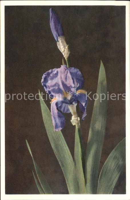 Blumen Iris Schwertlilie Foto-E.-Gyger-Nr. 258