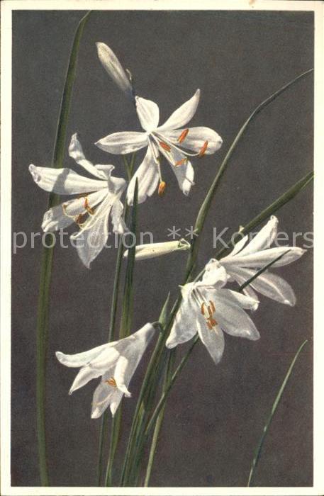 Blumen Paradisia liliastrum Alpenlilie Foto-E.
