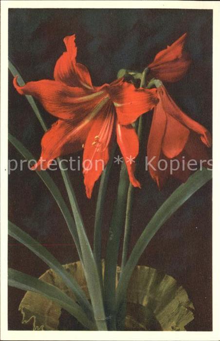 Blumen Amaryllis Hippeastrum hybridum Foto-E.-