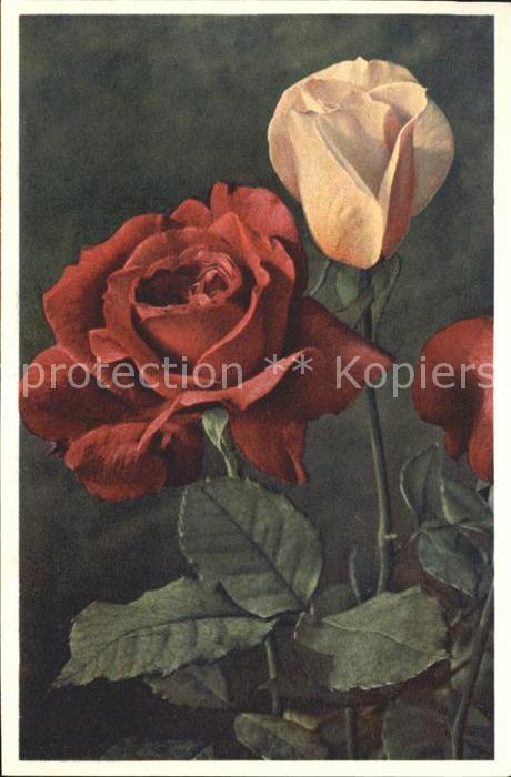 Rosen Foto-E.-Gyger-Nr. 1998