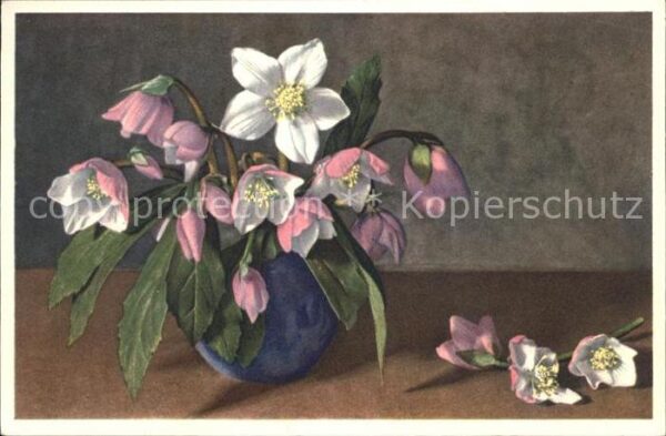 Blumen Helleborus niger Christrose Schneerose