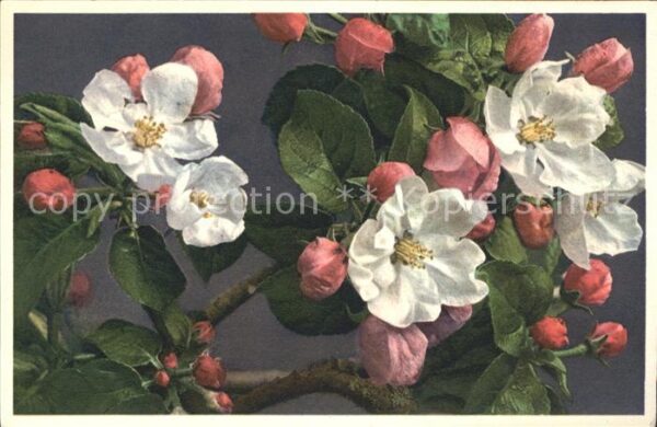 Blumen Apfelblüte Pyrus Malus Foto-E.-Gyger-Nr