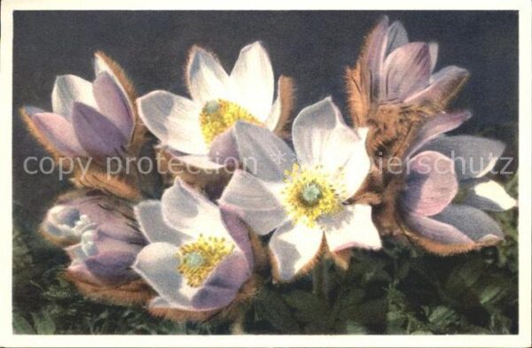 Blumen Anemone vernalis Frühlings-Anemone Foto