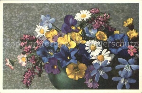 Blumen Margeriten Leberblümchen Enzian Primel