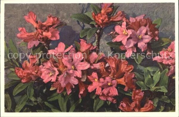 Blumen Rostblättrige Alpenrose Rhododendron fe