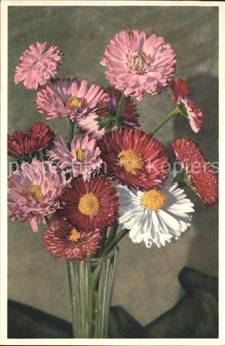 Blumen Garten-Massliebchen Bellis perennis Fot
